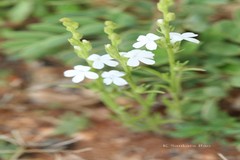 Striga asiatica